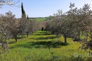 Terreno con ULIVETO a Morro D'Alba