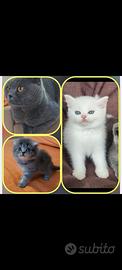 Scottish fold e straoght