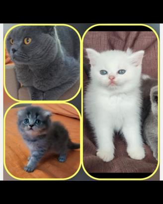 Scottish fold e straoght