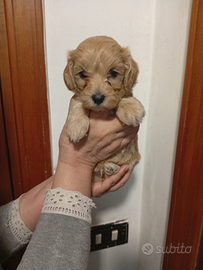 Maltipoo Mini Toy piccolissimi