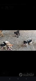 pointer inglese 
