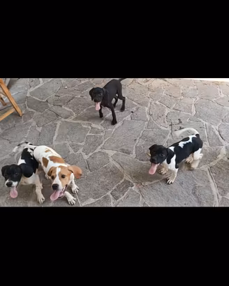 pointer inglese 
