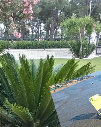 PARADISO FRONTE MARE dal 22 agosto