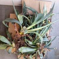 Fichi d'india e Agavi