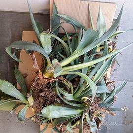 Fichi d'india e Agavi