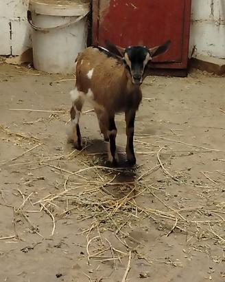 Capre tibetane