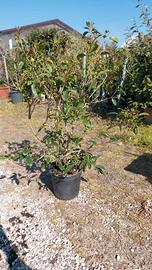 Olea Fragrance pianta sempreverde profumata