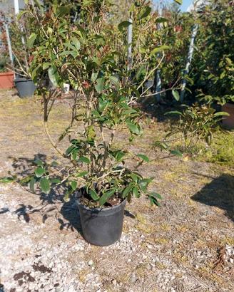 Olea Fragrance pianta sempreverde profumata