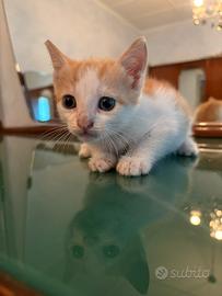 Gattini