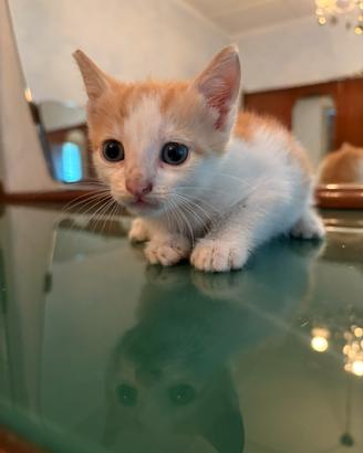 Gattini