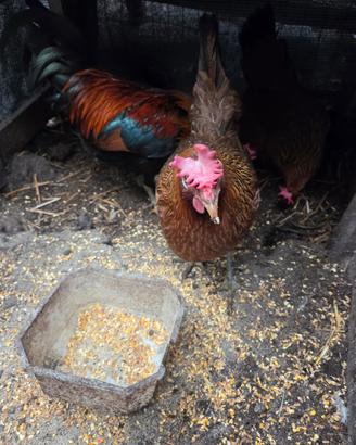 Galline