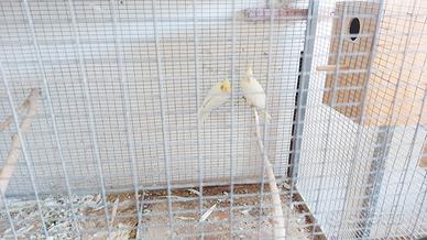 Calopsitta lutino femmina