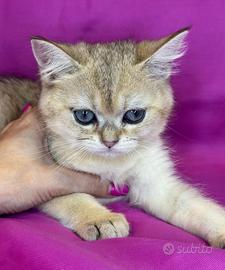 Gatto British Shorthair Black Golden Maschio