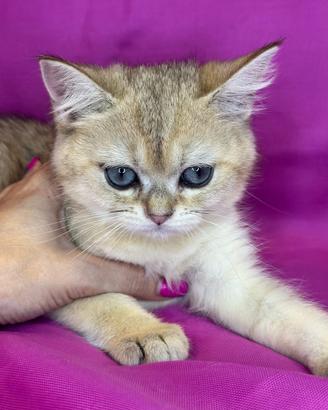 Gatto British Shorthair Black Golden Maschio