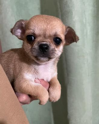 Chihuahua femmina