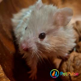 Criceto Dorato - Nuova cucciolata