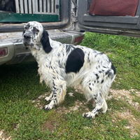 Setter inglese