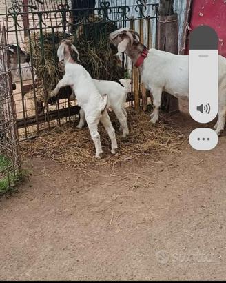 Capra boera con due fighi