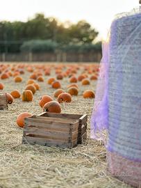 Zucche di Halloween ingrosso (minimo 500 pezzi)