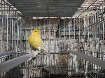 coppia di gloster