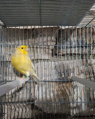 coppia di gloster