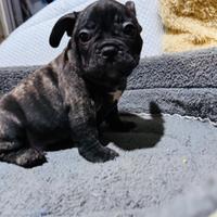 Cuccioli Bulldog Francese