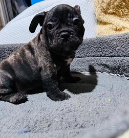 Cuccioli Bulldog Francese