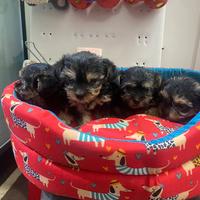 Yorkshire mini toy cuccioli