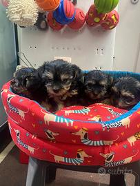 Yorkshire mini toy cuccioli