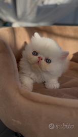 Gatti Persian e Exotic d