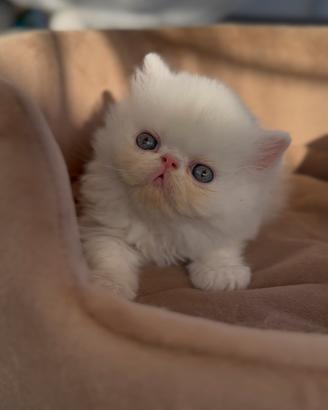Gatti Persian e Exotic d