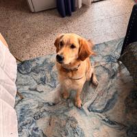 Cucciola golden retriever