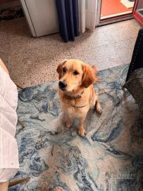 Cucciola golden retriever