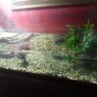 Acquario per tartarughe