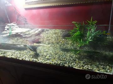 Acquario per tartarughe