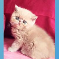 Cuccioli di gatti persiani / esotici