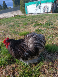 Gallo Cocincina nana