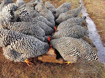 Barred rock ovaiole allevati a terra