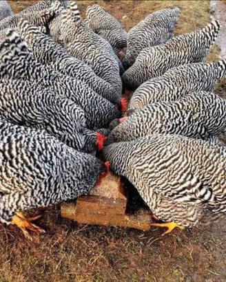 Barred rock ovaiole allevati a terra