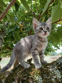 Gattino dolcissimo