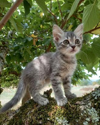 Gattino dolcissimo