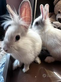 Cuccioli di coniglio nano testa di Leone