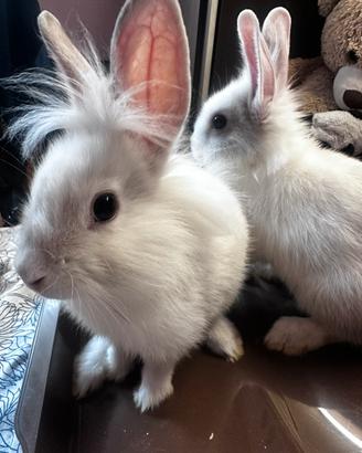 Cuccioli di coniglio nano testa di Leone
