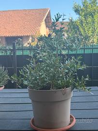 Pianta di melograno pre-bonsai