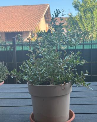 Pianta di melograno pre-bonsai