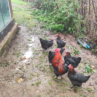 Uova di marans
