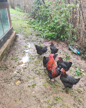 Uova di marans