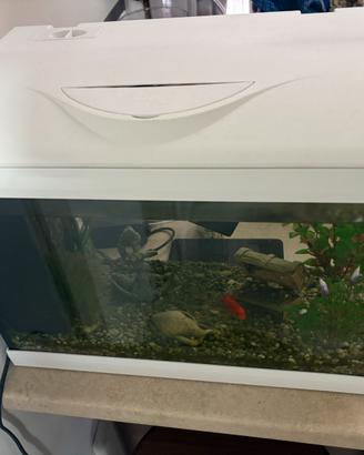 Acquario litri 25