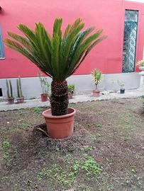 5 GIKAS di 40/50 anni -  Lotto unico