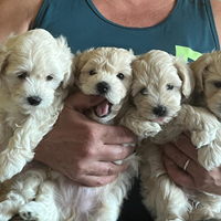 Dolcissimi cuccioli Maltipoo